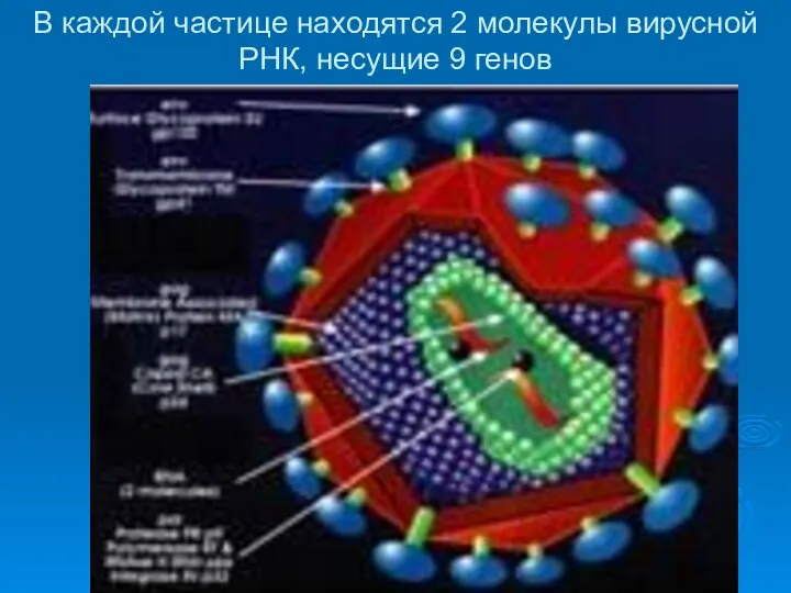 В каждой частице находятся 2 молекулы вирусной РНК, несущие 9 генов