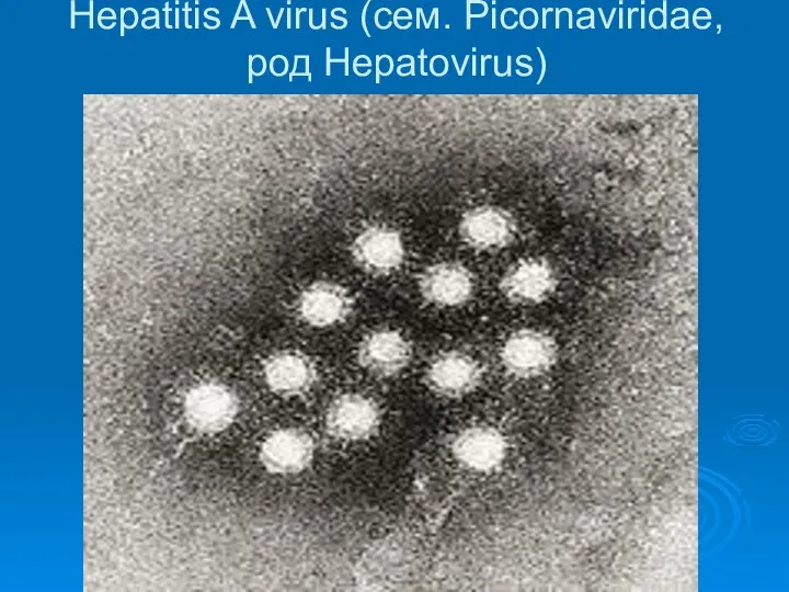 Hepatitis A virus (сем. Picornaviridae, род Hepatovirus)