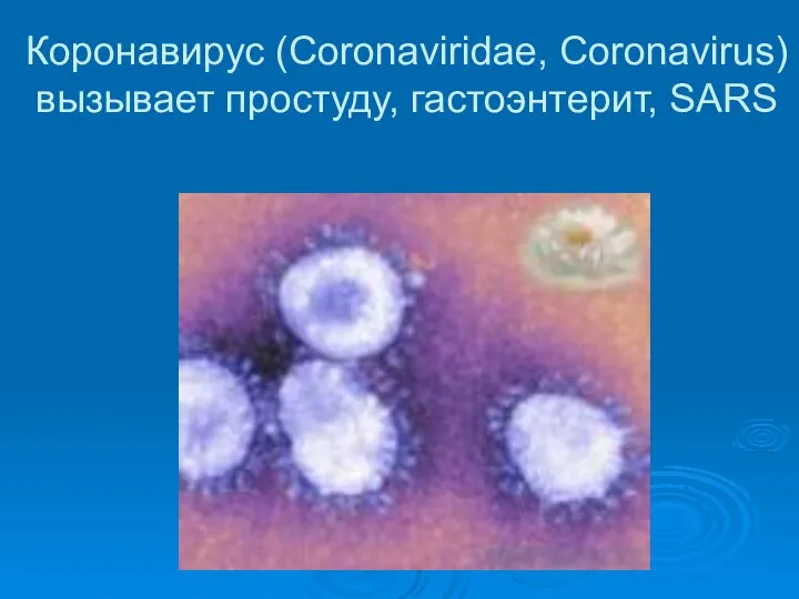 Коронавирус (Coronaviridae, Coronavirus) вызывает простуду, гастоэнтерит, SARS