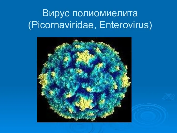 Вирус полиомиелита (Picornaviridae, Enterovirus)