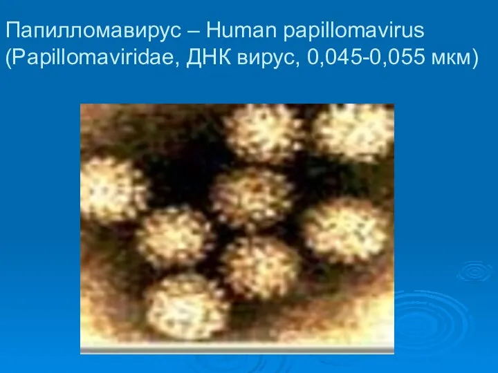 Папилломавирус – Human papillomavirus (Papillomaviridae, ДНК вирус, 0,045-0,055 мкм)