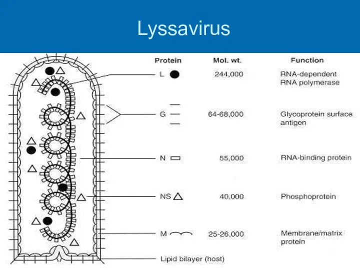 Lyssavirus