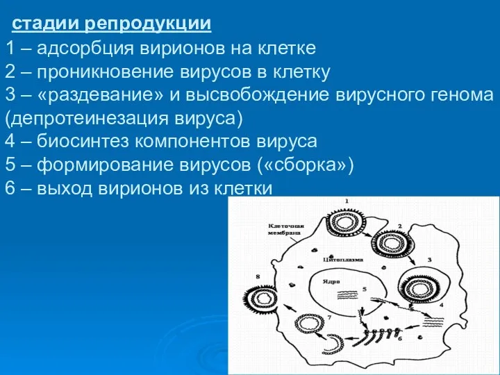 стадии репродукции 1 – адсорбция вирионов на клетке 2 – проникновение