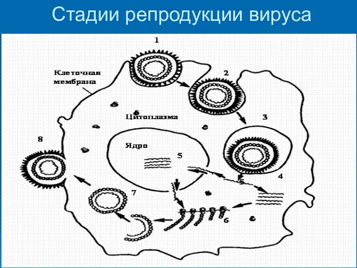 Стадии репродукции вируса