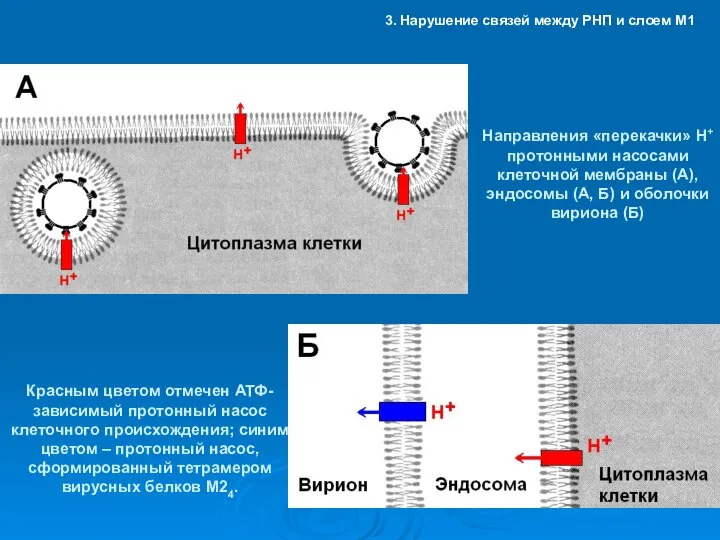 Направления «перекачки» Н+ протонными насосами клеточной мембраны (А), эндосомы (А, Б)