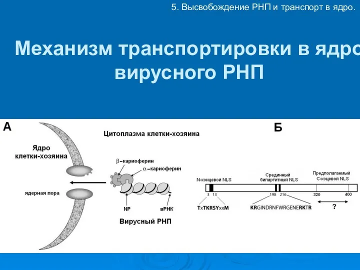 Механизм транспортировки в ядро вирусного РНП 5. Высвобождение РНП и транспорт в ядро.