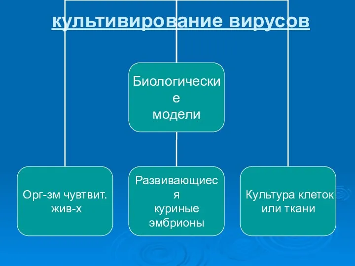 культивирование вирусов