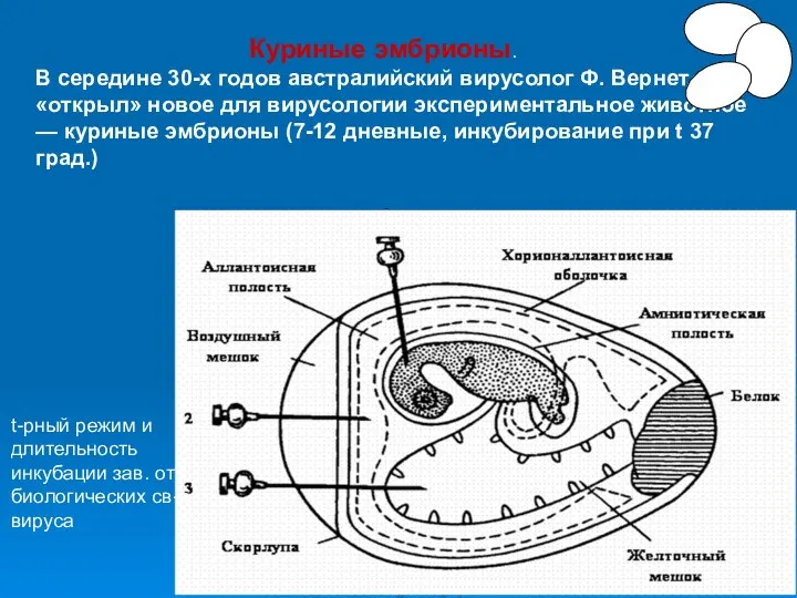 Куриные эмбрионы. В середине 30-х годов австралийский вирусолог Ф. Вернет «открыл»