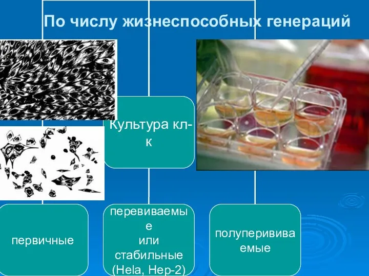 По числу жизнеспособных генераций