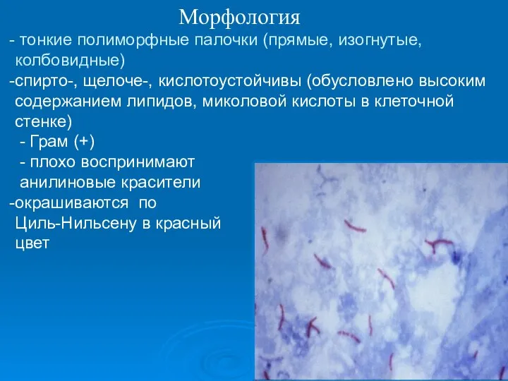 Морфология тонкие полиморфные палочки (прямые, изогнутые, колбовидные) спирто-, щелоче-, кислотоустойчивы (обусловлено