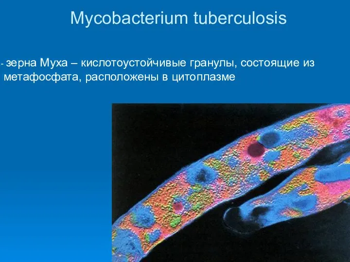 Mycobacterium tuberculosis зерна Муха – кислотоустойчивые гранулы, состоящие из метафосфата, расположены в цитоплазме