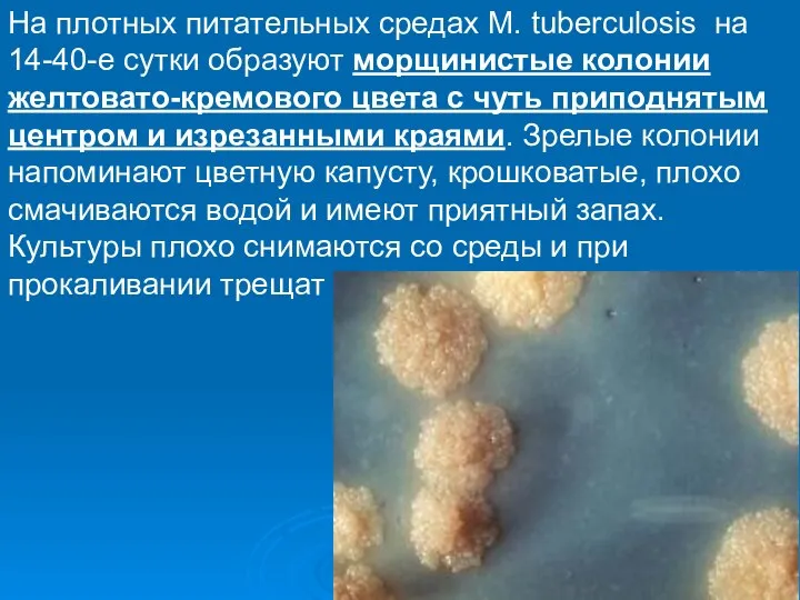 На плотных питательных средах M. tuberculosis на 14-40-е сутки образуют морщинистые