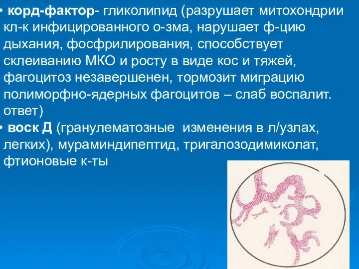 корд-фактор- гликолипид (разрушает митохондрии кл-к инфицированного о-зма, нарушает ф-цию дыхания, фосфрилирования,