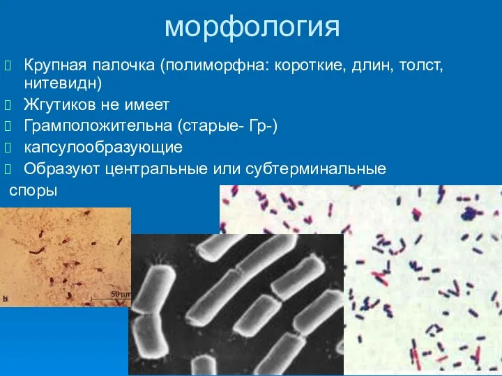 морфология Крупная палочка (полиморфна: короткие, длин, толст, нитевидн) Жгутиков не имеет