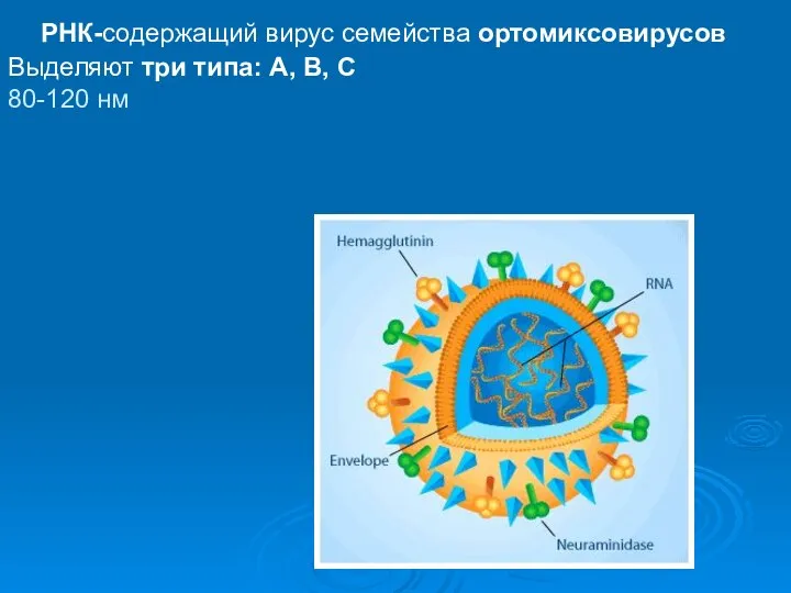 РНК-содержащий вирус семейства ортомиксовирусов Выделяют три типа: А, В, С 80-120 нм