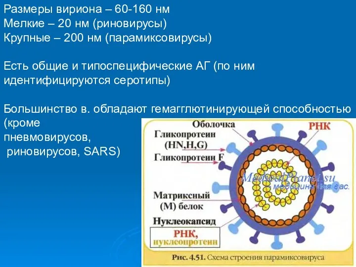 Размеры вириона – 60-160 нм Мелкие – 20 нм (риновирусы) Крупные