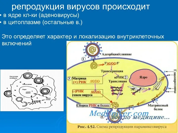 репродукция вирусов происходит в ядре кл-ки (аденовирусы) в цитоплазме (остальные в.)