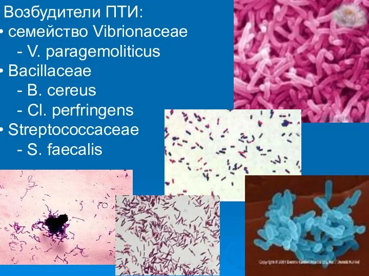 Возбудители ПТИ: семейство Vibrionaceae - V. paragemoliticus Bacillaceae - B. cereus