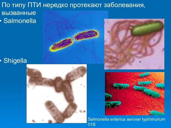 По типу ПТИ нередко протекают заболевания, вызванные Salmonella Shigella Salmonella enterica serovar typhimurium 01S