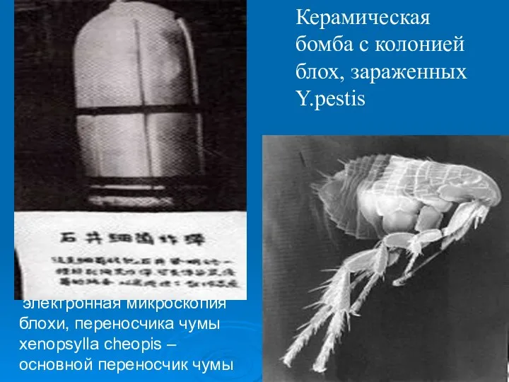 электронная микроскопия блохи, переносчика чумы xenopsylla cheopis – основной переносчик чумы