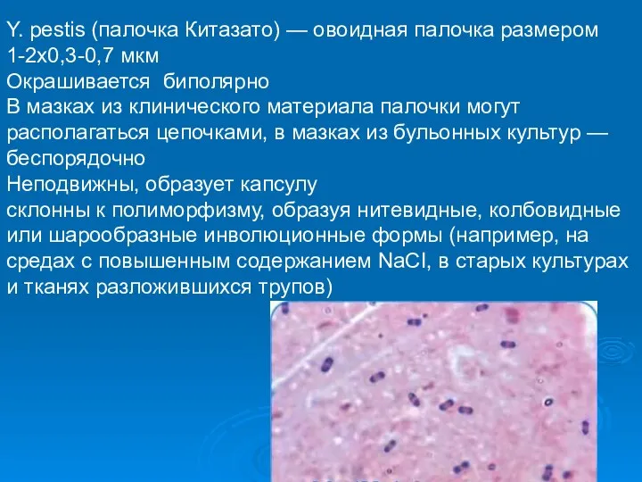 Y. pestis (палочка Китазато) — овоидная палочка размером 1-2x0,3-0,7 мкм Окрашивается