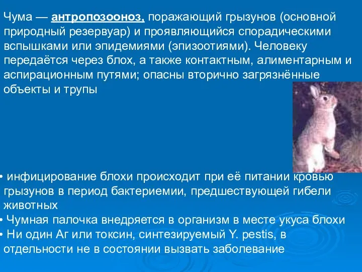 Чума — антропозооноз, поражающий грызунов (основной природный резервуар) и проявляющийся спорадическими