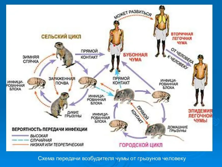 Схема передачи возбудителя чумы от грызунов человеку