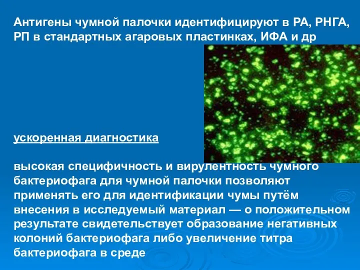 Антигены чумной палочки идентифицируют в РА, РНГА, РП в стандартных агаровых