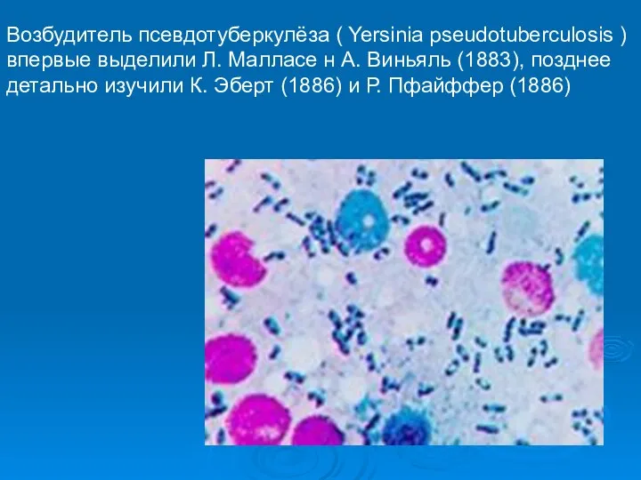 Возбудитель псевдотуберкулёза ( Yersinia pseudotuberculosis ) впервые выделили Л. Малласе н