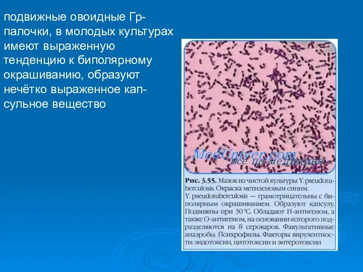 подвижные овоидные Гр-палочки, в молодых культурах имеют выраженную тенденцию к биполярному