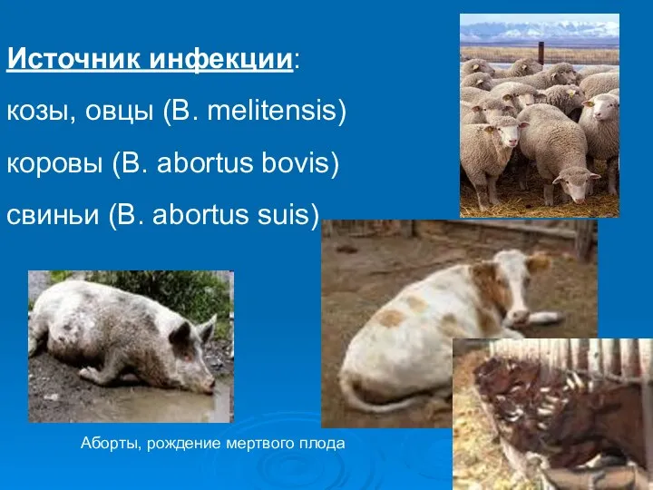 Источник инфекции: козы, овцы (B. melitensis) коровы (B. abortus bovis) свиньи