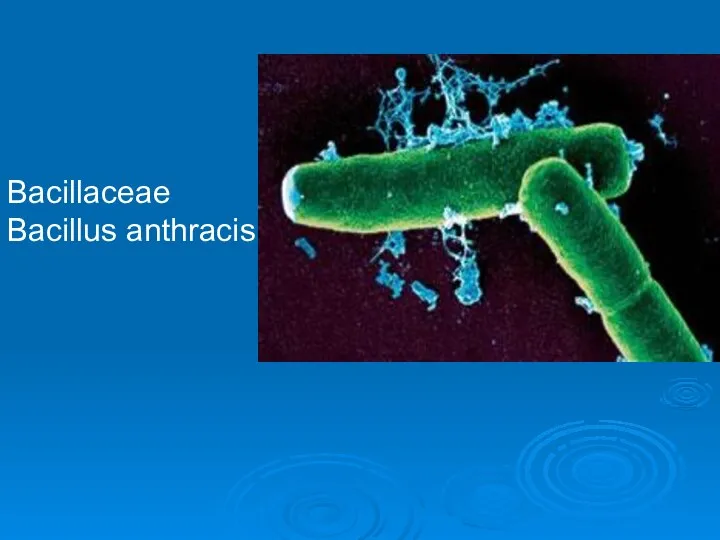 Bacillaceae Bacillus anthracis