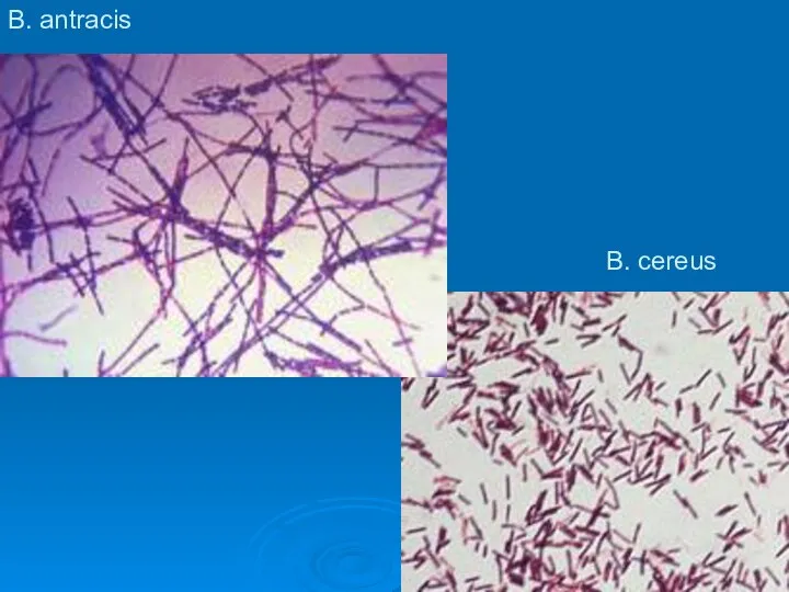 B. cereus B. аntracis
