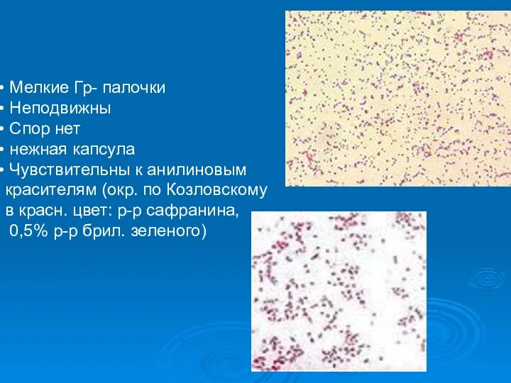 Мелкие Гр- палочки Неподвижны Спор нет нежная капсула Чувствительны к анилиновым