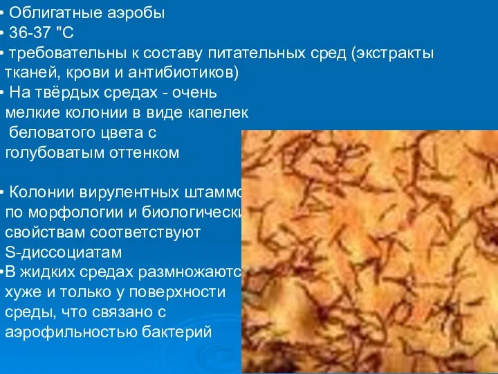 Облигатные аэробы 36-37 "С требовательны к составу питательных сред (экстракты тканей,