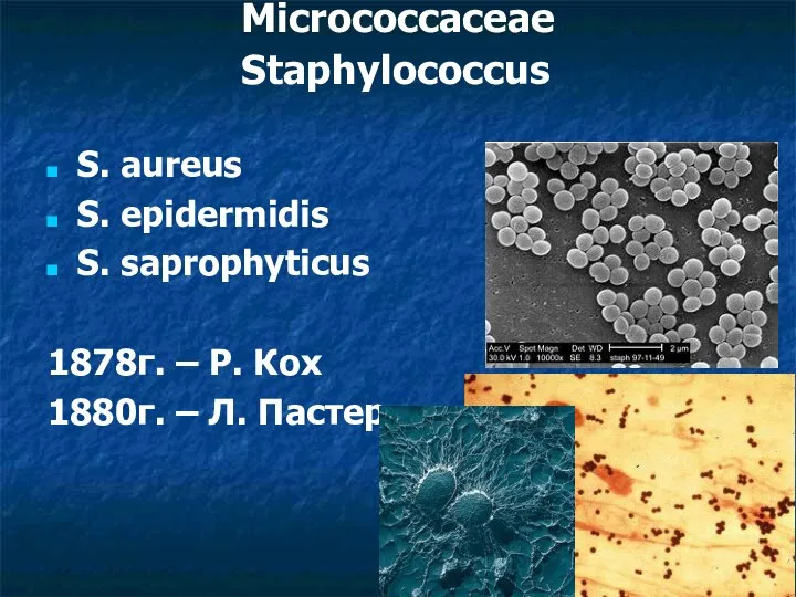 Micrococcaceae Staphylococcus S. aureus S. epidermidis S. saprophyticus 1878г. – Р. Кох 1880г. – Л. Пастер