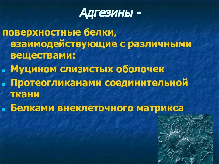 Адгезины - поверхностные белки, взаимодействующие с различными веществами: Муцином слизистых оболочек