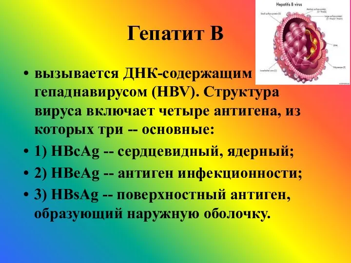 Гепатит В вызывается ДНК-содержащим гепаднавирусом (HBV). Структура вируса включает четыре антигена,