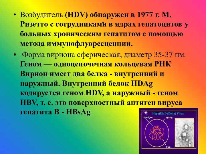 . Возбудитель (HDV) обнаружен в 1977 г. М. Ризетто с сотрудниками