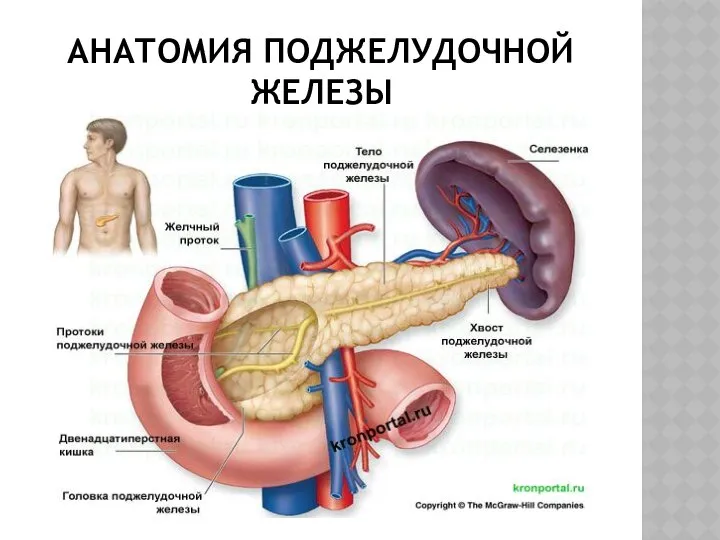 АНАТОМИЯ ПОДЖЕЛУДОЧНОЙ ЖЕЛЕЗЫ