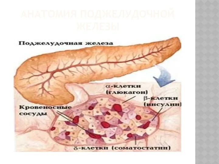 АНАТОМИЯ ПОДЖЕЛУДОЧНОЙ ЖЕЛЕЗЫ