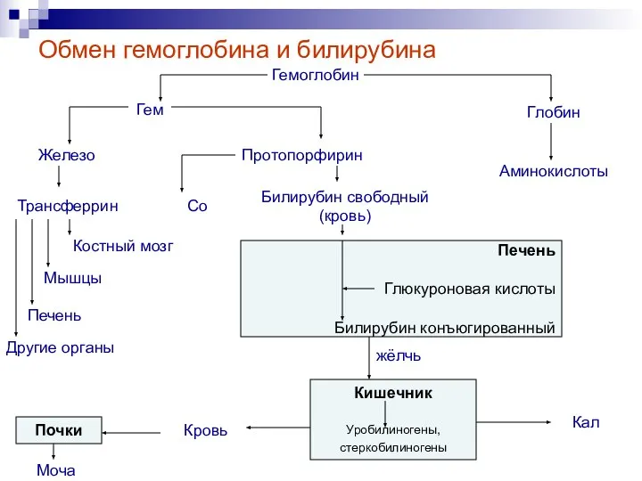 Обмен гемоглобина и билирубина Гемоглобин Гем Железо Костный мозг Мышцы Глобин