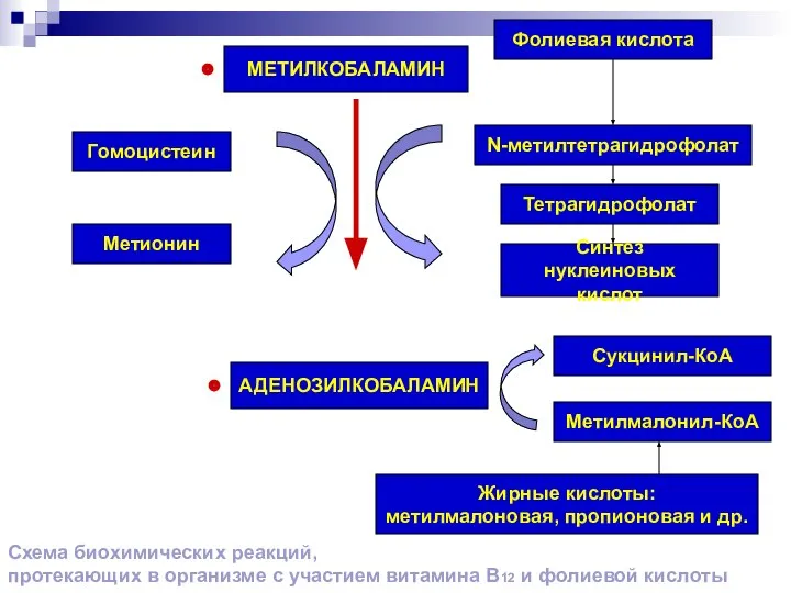 Схема биохимических реакций, протекающих в организме с участием витамина В12 и