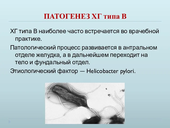 ПАТОГЕНЕЗ ХГ типа В ХГ типа В наиболее часто встречается во