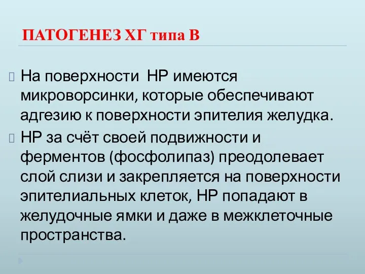 ПАТОГЕНЕЗ ХГ типа В На поверхности НР имеются микроворсинки, которые обеспечивают