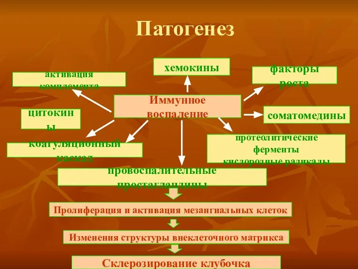 Патогенез Иммунное воспаление цитокины соматомедины факторы роста активация комплемента хемокины протеолитические