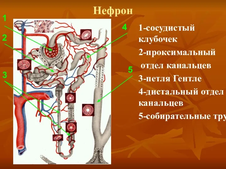 Нефрон 1-сосудистый клубочек 2-проксимальный отдел канальцев 3-петля Гентле 4-дистальный отдел канальцев