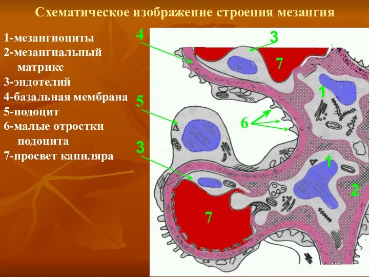 Схематическое изображение строения мезангия 1 1 2 3 1-мезангиоциты 2-мезангиальный матрикс