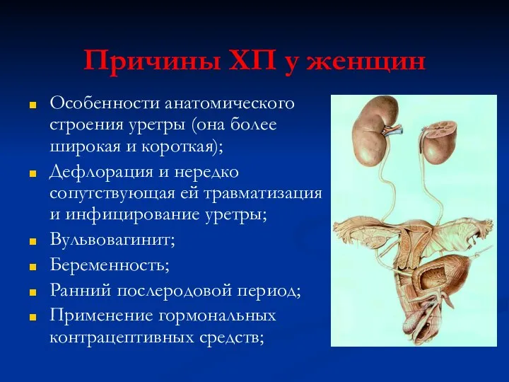 Причины ХП у женщин Особенности анатомического строения уретры (она более широкая