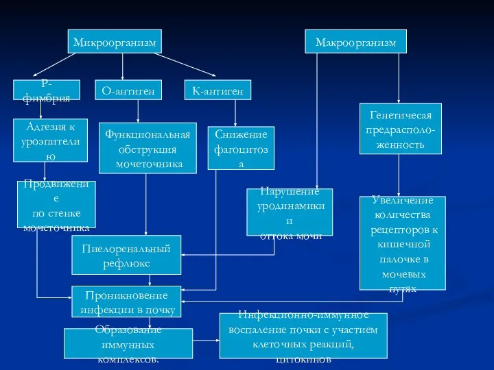 Микроорганизм Макроорганизм Р-фимбрия О-антиген К-антиген Адгезия к уроэпителию Функциональная обструкция мочеточника